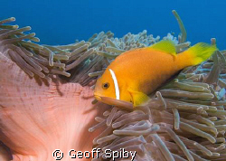 a clownfish hanging on in the current by Geoff Spiby 
